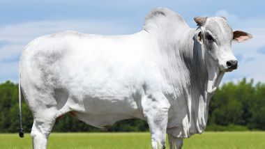 QLT VIKING DA AGROPONTIERI