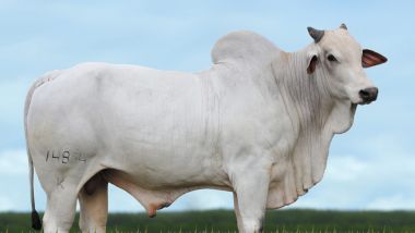 ACCELERADO DA KANGAYAN