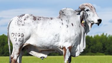 CALED FIV SANTA INÊS