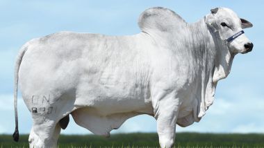 0802 GONTHUR DA ONIX