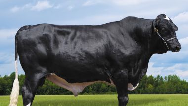 DAKAR II MODEST FIV TABARROT