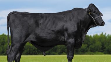 IVO BRASS DO R. DA PAZ