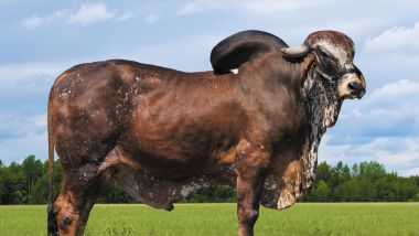 ESTIMADO FIV DO BASA