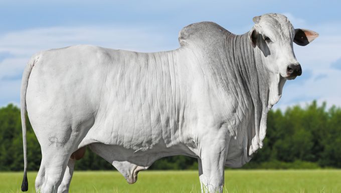 Foto MATEIRO TE DA HORA