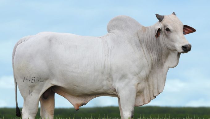 Foto ACCELERADO DA KANGAYAN