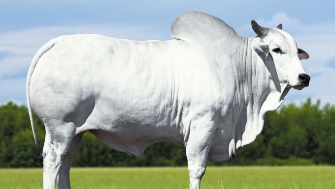 Foto ARINOS G REZENDE