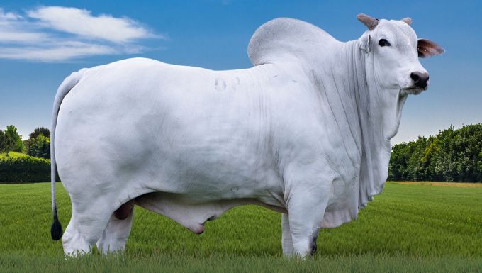 Foto ANTONOV AJ