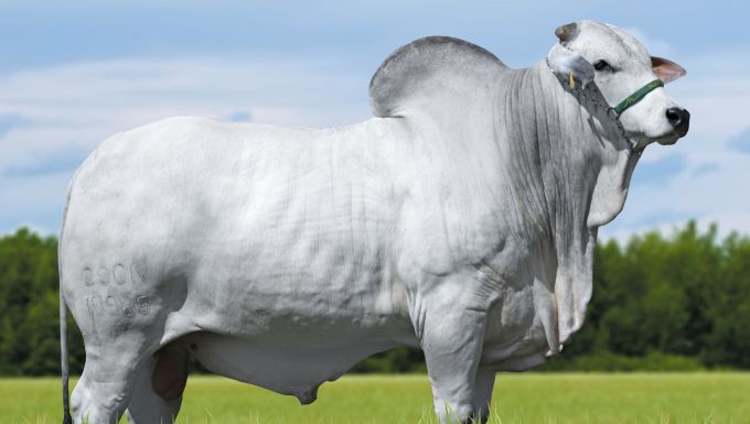 Foto INGLÊS DE NAVIRAÍ