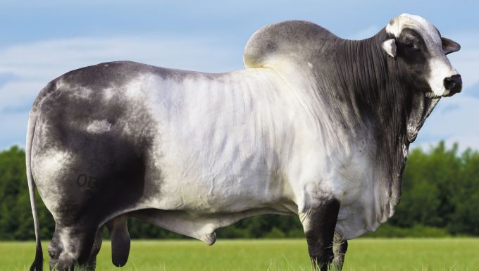 Foto AUDACIOSO FIV OB