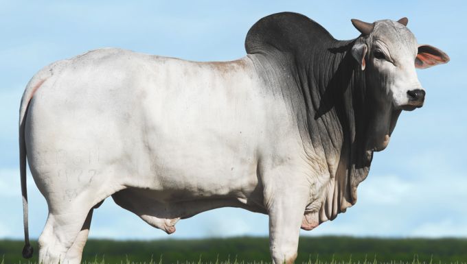 Foto GOOGLE DA XARAES