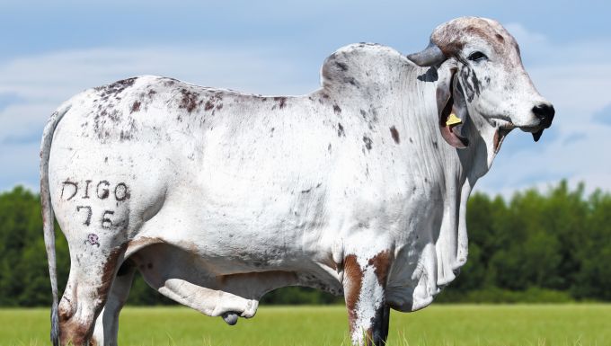 Foto CALED FIV SANTA INÊS