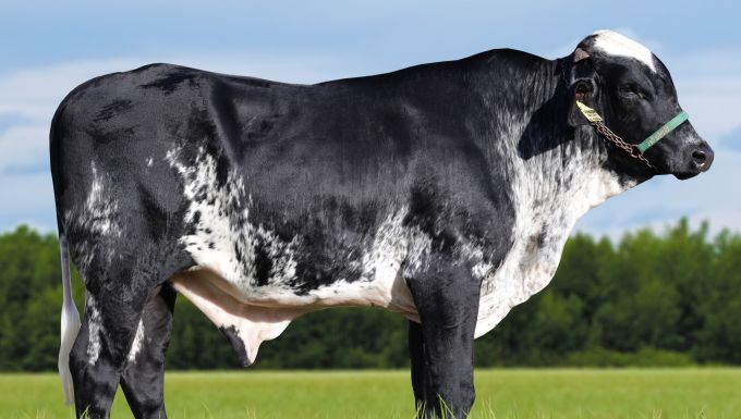 Foto MESÁRIO 1052 SABV