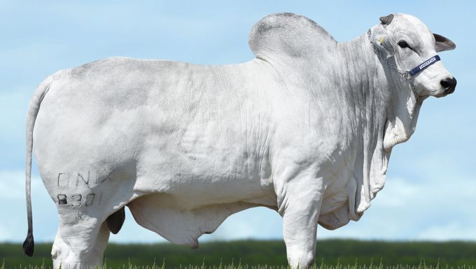 Foto 0802 GONTHUR DA ONIX