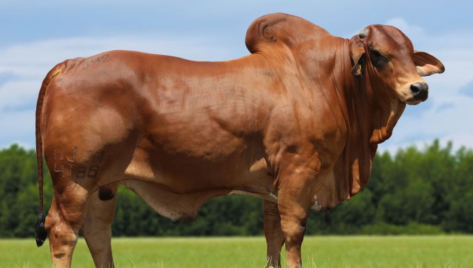 Foto MAZAGÃO FIV DA ESTIVA