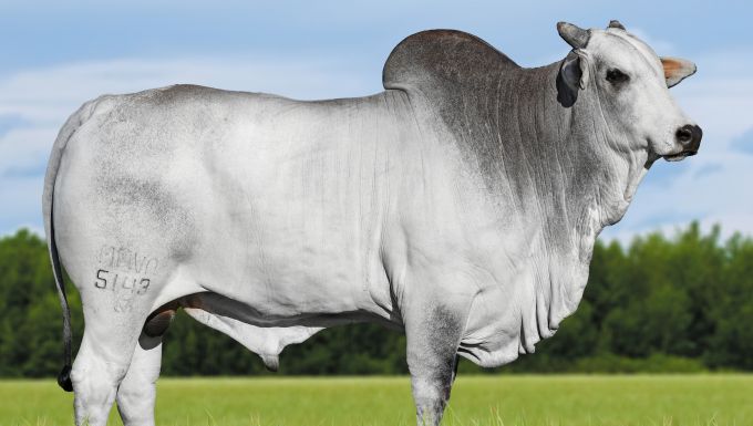 Foto 5143 FIV DA JACAMIM