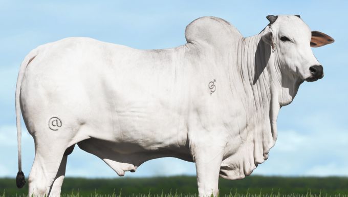 Foto THOR FC CACHOEIRÃO