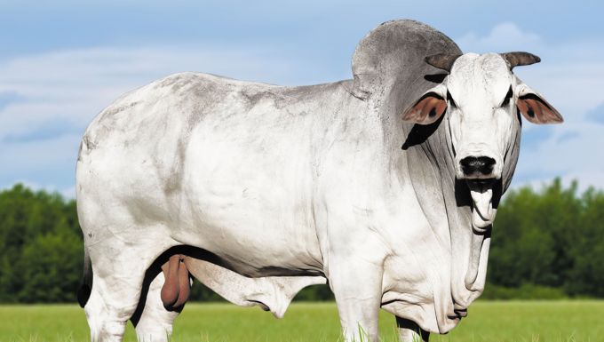 Foto FUZILEIRO DA ELGE