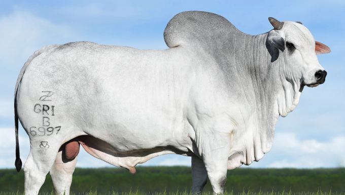 Foto PODIUM DA S NICE