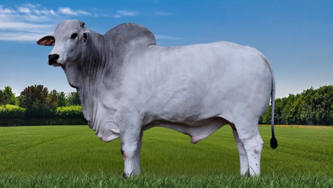 Foto UNIVERSO FIV DA TERRA BRAVA