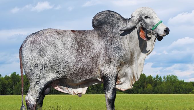 Foto ARIEL FIV DA FCA