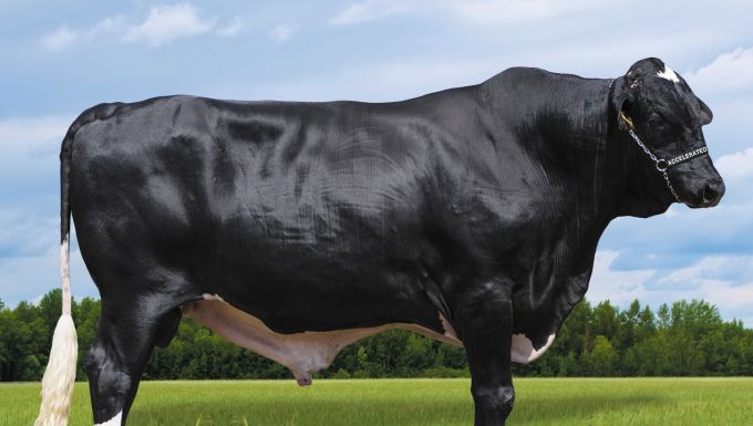 Foto DAKAR II MODEST FIV TABARROT