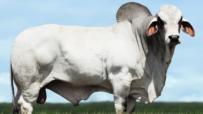 Foto RODRIGO DA CANAÃ