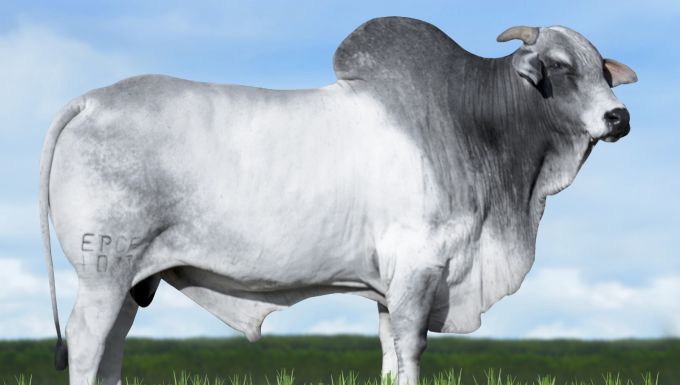 Foto 1033 DA TERRA BRAVA