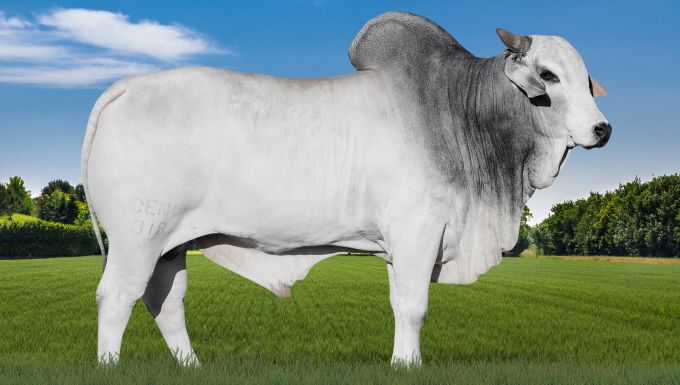 Foto CENL 318 NABUCO