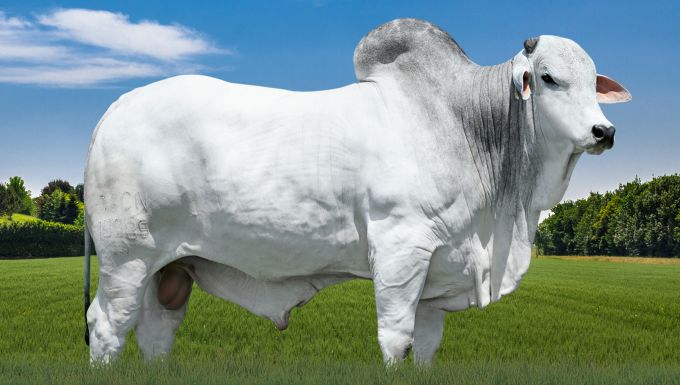 Foto INGLÊS DE NAVIRAÍ