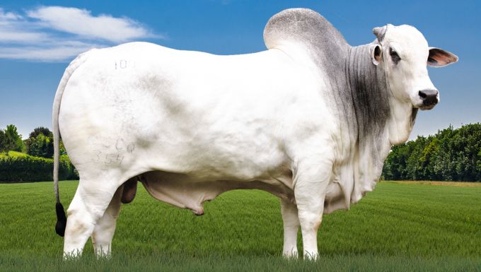 Foto AGRO FIV DE NAVIRAÍ