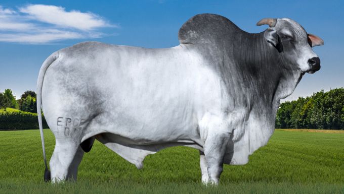 Foto 1033 DA TERRA BRAVA