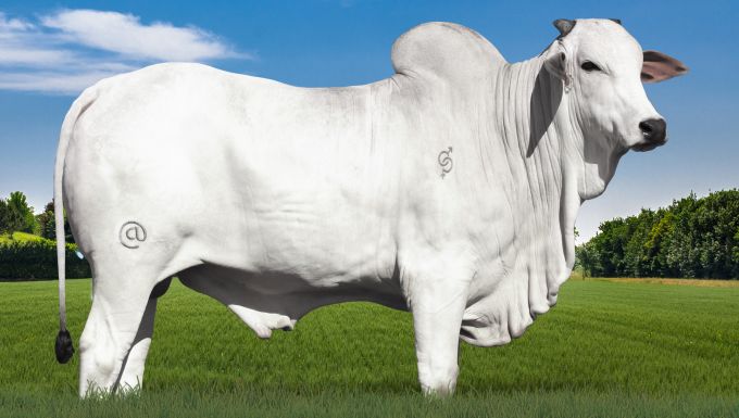 Foto THOR FC CACHOEIRÃO