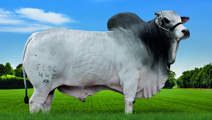 Foto GANESH FLOC 422 FIV