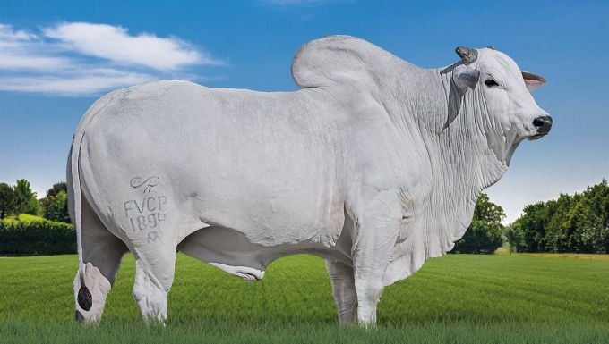 Foto HULK FIV FVC