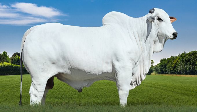 Foto QUIO DA DI GENIO