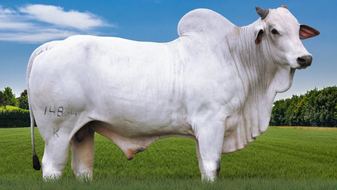 Foto ACCELERADO DA KANGAYAN