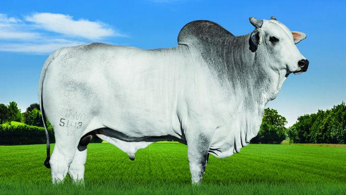 Foto 5143 FIV DA JACAMIM