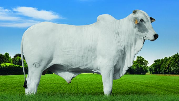 Foto 141 FIV DO CARVALHO