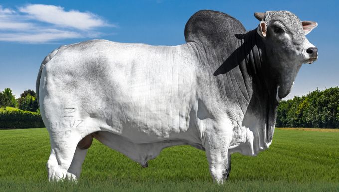 Foto BACURI FIV DO VERDI