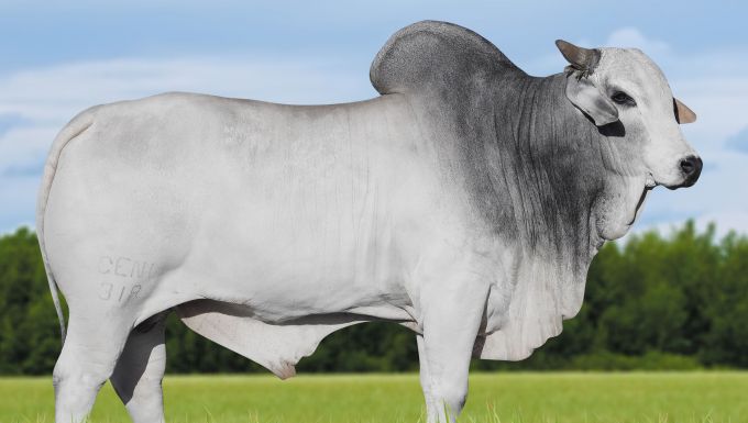 Foto CENL 318 NABUCO