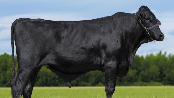 Foto IVO BRASS DO R. DA PAZ