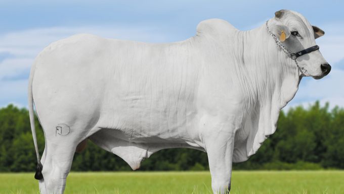 Foto 141 FIV DO CARVALHO