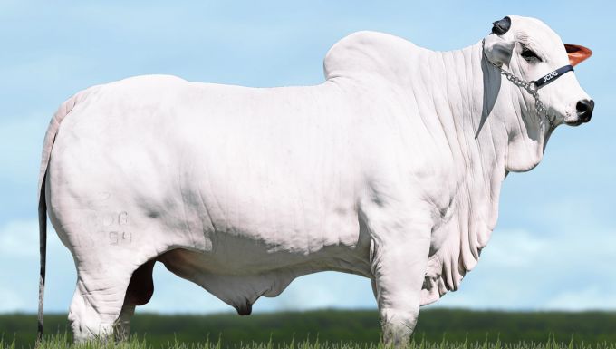 Foto QUIO DA DI GENIO