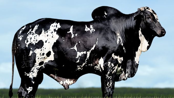 Foto EGÍPCIO AYMORÉ