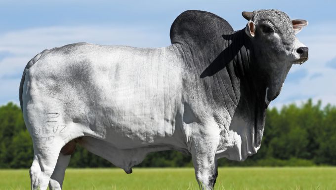 Foto BACURI FIV DO VERDI