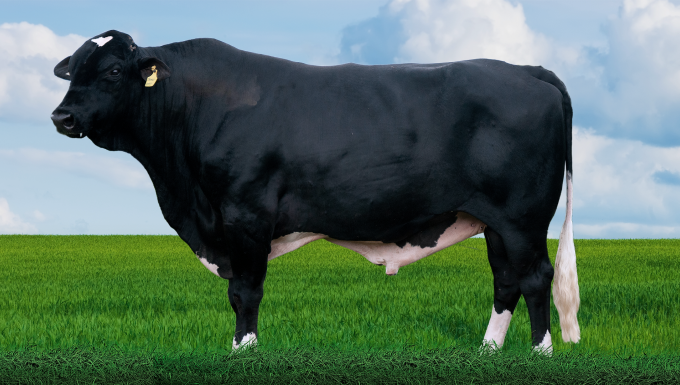 Foto DAKAR II MODEST FIV TABARROT