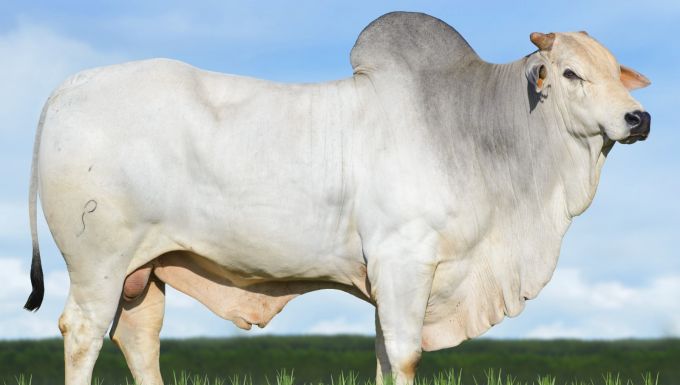 Foto 1776 DA PEDRINHA