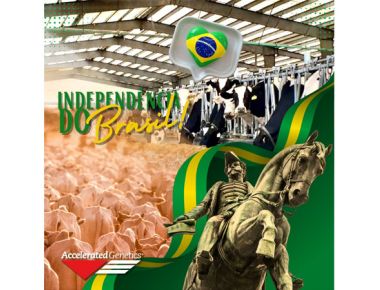 7 de Setembro - Independência do Brasil