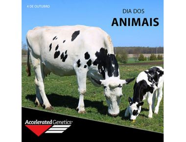 04 DE OUTUBRO - DIA DOS ANIMAIS