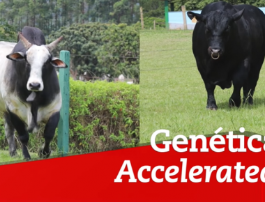 GENETICA ACCELERATED - ISAQUE PTZ